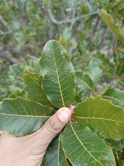 Quercus tuberculata