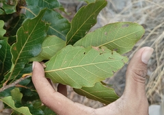 Quercus tuberculata
