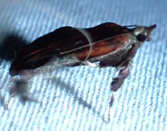 Galasa nigrinodis