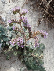 Phacelia crenulata minutiflora