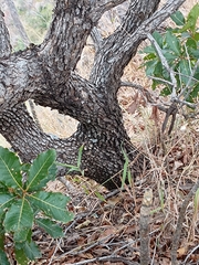 Quercus tuberculata