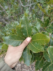 Quercus tuberculata