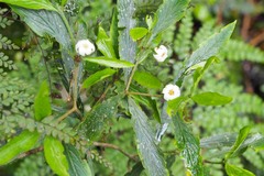 Atractocarpus chartaceus