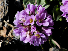 Noccaea rotundifolia