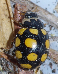 Coccinula quatuordecimpustulata