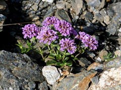 Noccaea rotundifolia