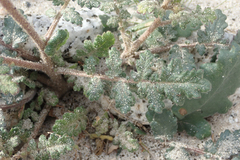 Phacelia crenulata minutiflora