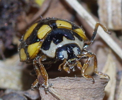 Coccinula quatuordecimpustulata