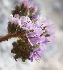 Phacelia crenulata minutiflora