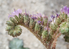 Phacelia crenulata minutiflora