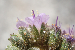 Phacelia crenulata minutiflora