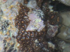 Zoanthus sansibaricus