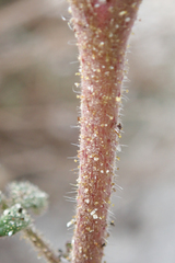 Phacelia crenulata minutiflora