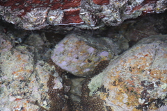 Zoanthus sansibaricus