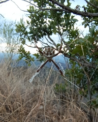Argiope argentata