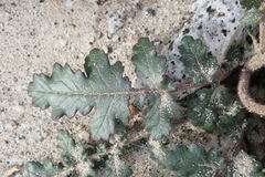 Phacelia crenulata minutiflora