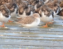 Calidris alpina