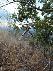 Argiope argentata