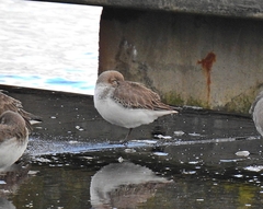 Calidris alpina