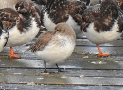 Calidris alpina