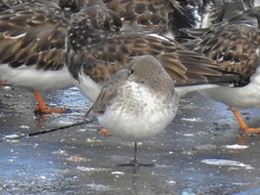 Calidris alpina
