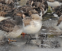 Calidris alpina