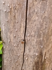 Xylocopa tabaniformis azteca