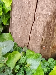 Xylocopa tabaniformis azteca