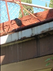 Toxostoma curvirostre