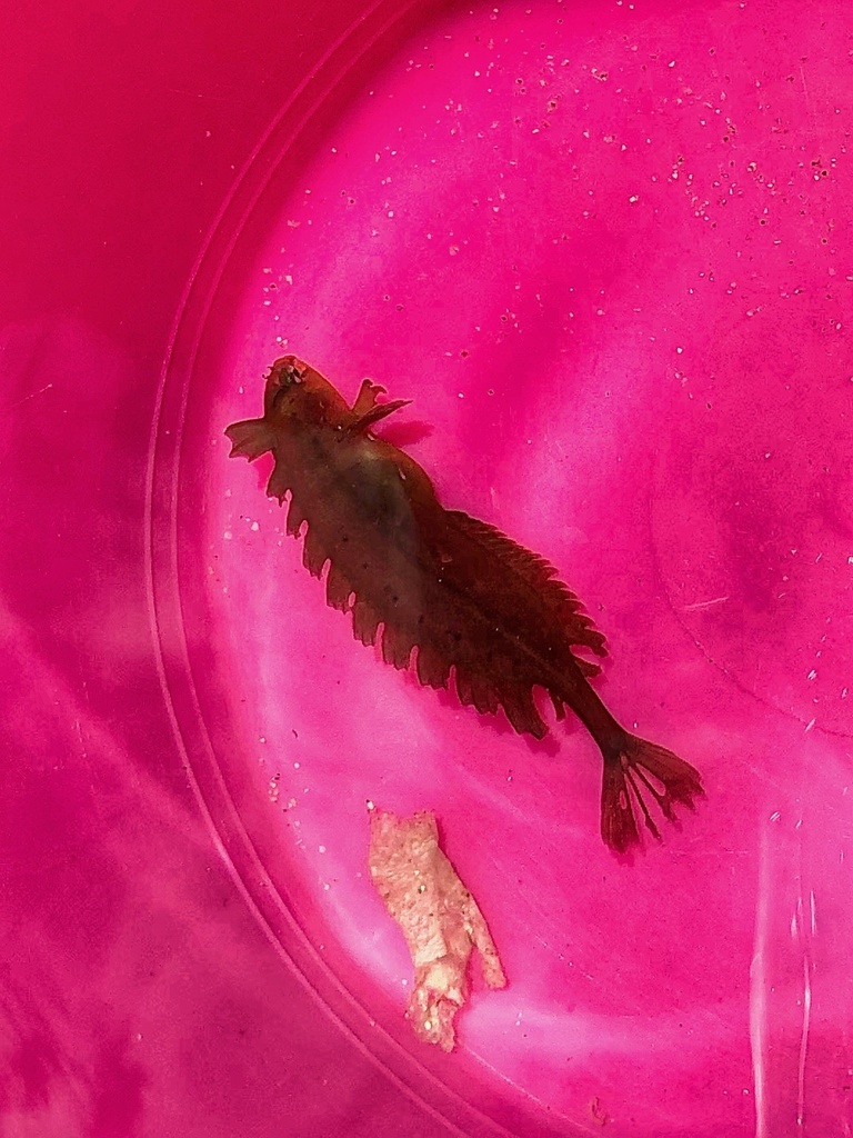 Mouse klipfish (Fucomimus mus) — Clinidae