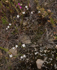 Wahlenbergia calcarea