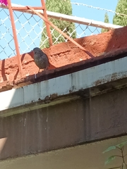 Toxostoma curvirostre