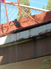 Toxostoma curvirostre