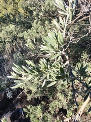 Chamaecytisus prolifer