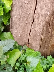 Xylocopa tabaniformis azteca