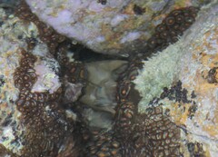 Zoanthus sansibaricus