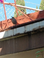 Toxostoma curvirostre