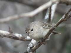 Certhidea fusca