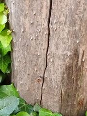 Xylocopa tabaniformis azteca