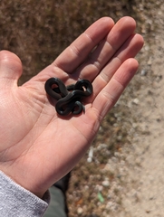 Diadophis punctatus punctatus