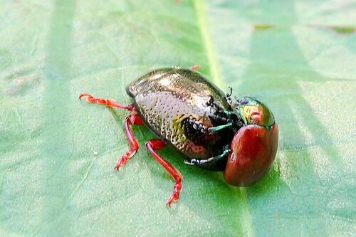 Knotgrass leaf beetle