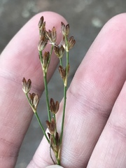 Juncus alpinoarticulatus