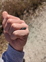 Diadophis punctatus punctatus