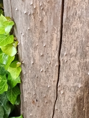 Xylocopa tabaniformis azteca