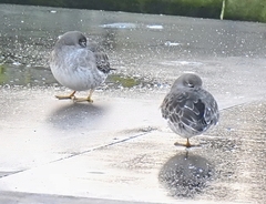 Calidris maritima