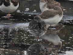 Calidris maritima