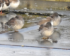Calidris maritima