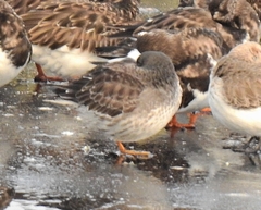 Calidris maritima