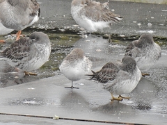 Calidris maritima