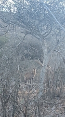 Kobus ellipsiprymnus